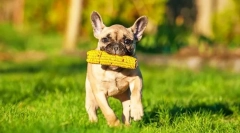 Szczenięta buldoga francuskiego (zdjęcie): opieka, edukacja, karmienie